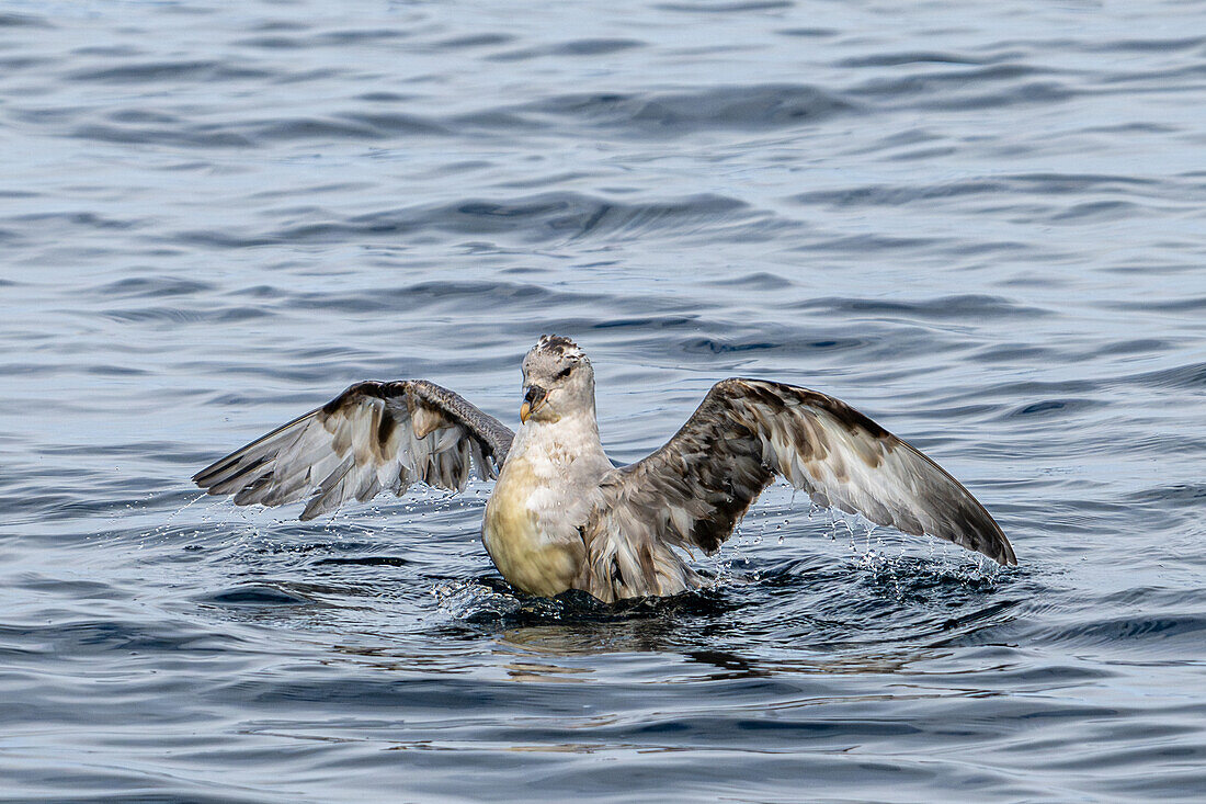  Northern Fulmar (Fulmarus glacialis) bathing, Spitsbergen, Svalbard, Norway, Arctic 