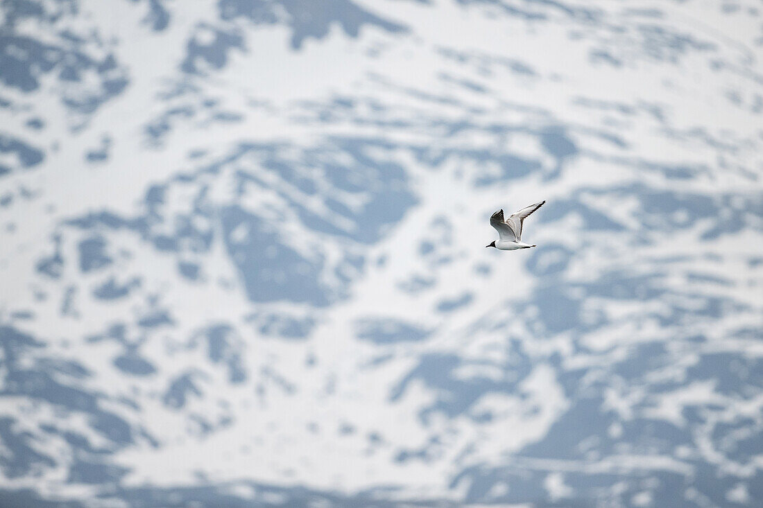  Black-headed gull (Chroicocephalus ridibundus) in flight in front of a rock formation, Spitsbergen, Svalbard, Norway, Arctic 