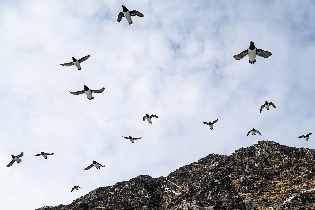  Colony of Little Auklets (All all) near Fuglesangen, Spitsbergen, Svalbard, Norway, Arctic 