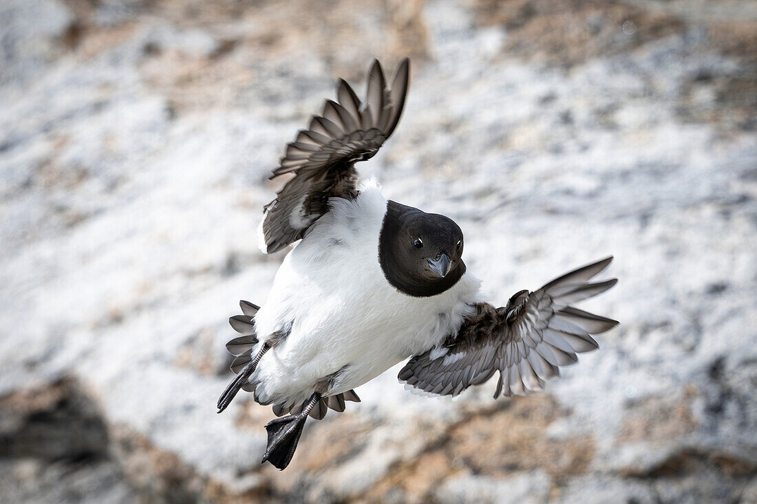  Little Auks (All all) in flight near Fuglesangen, Spitsbergen, Svalbard, Norway, Arctic 