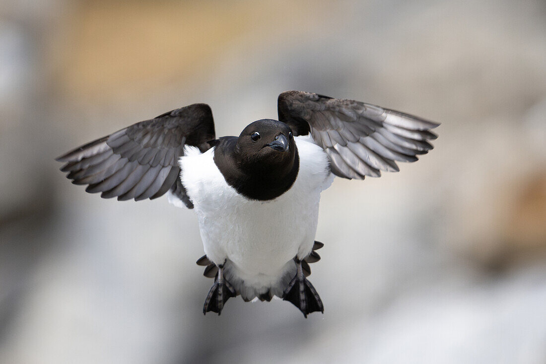 Krabbentaucher (Alle alle) im Flug bei Fuglesangen, Spitzbergen, Svalbard, Norwegen, Arktis