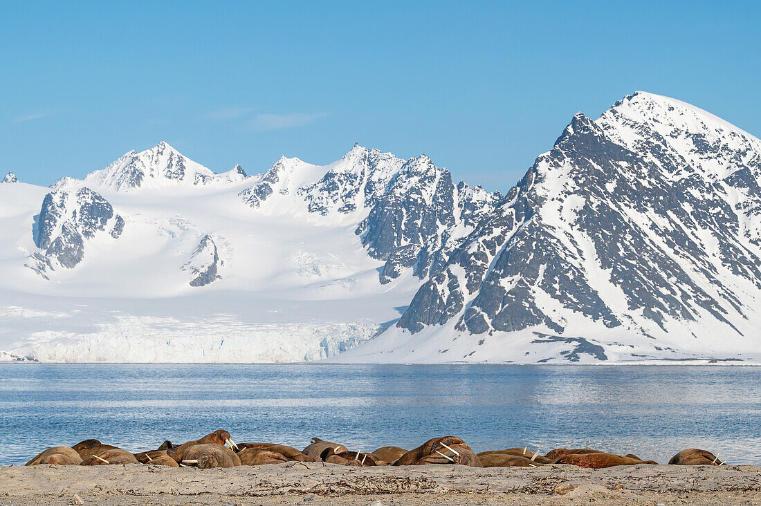 Walrosse (Odobenus rosmarus) Kolonie von Bullen auf Smeerenburg, Spitzbergen, Svalbard, Norwegen, Arktis