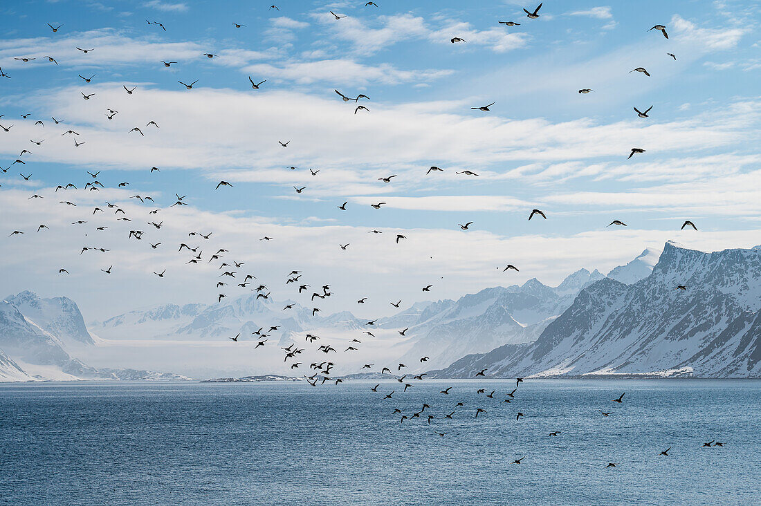 Kolonie der Krabbentaucher (Alle alle) bei Fuglesangen, Spitzbergen, Svalbard, Norwegen, Arktis