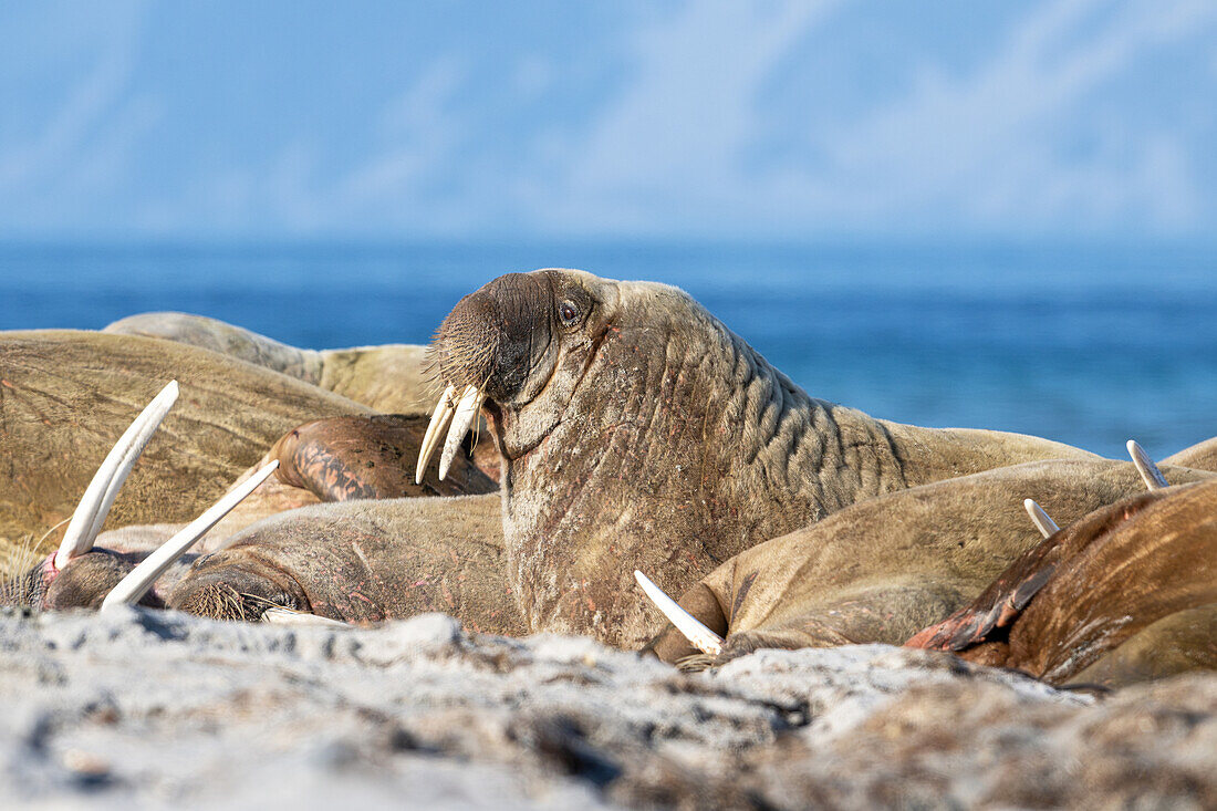  Walruses (Odobenus rosmarus) on Smeerenburg Spitsbergen, Svalbard, Norway, Arctic 