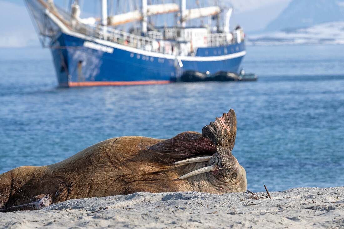  Walrus (Odobenus rosmarus) bull on Smeerenburg with the Rembrandt van Rijn in the background, Spitsbergen, Svalbard, Norway, Arctic 