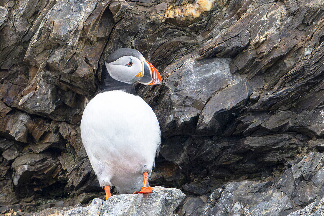  Puffins (Fratercula arctica) sitting in the rock face, Spitsbergen, Svalbard, Norway, Arctic 