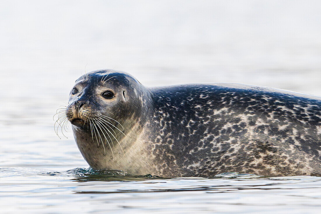  Harbor seal (Phoca vitulina) Krossfjord, Spitsbergen, Svalbard, Norway, Arctic 