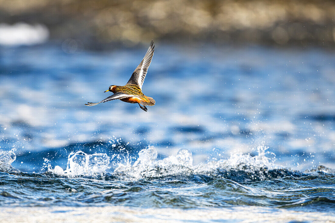 Thorshühnchen (Phalaropus fulicarius) in arktischen Gewässern vor Spitzbergen, Bellsund, Akselöya, Svalbard, Norwegen, Arktis