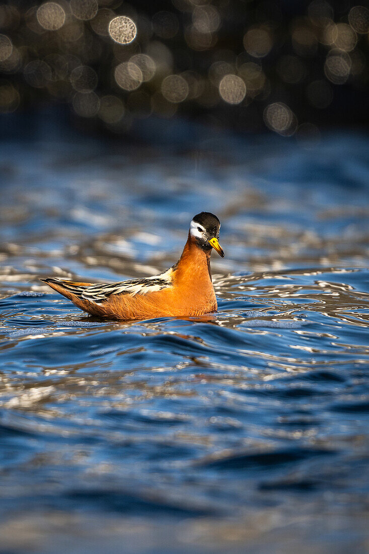 Thorshühnchen (Phalaropus fulicarius) in arktischen Gewässern vor Spitzbergen, Bellsund, Akselöya, Svalbard, Norwegen, Arktis