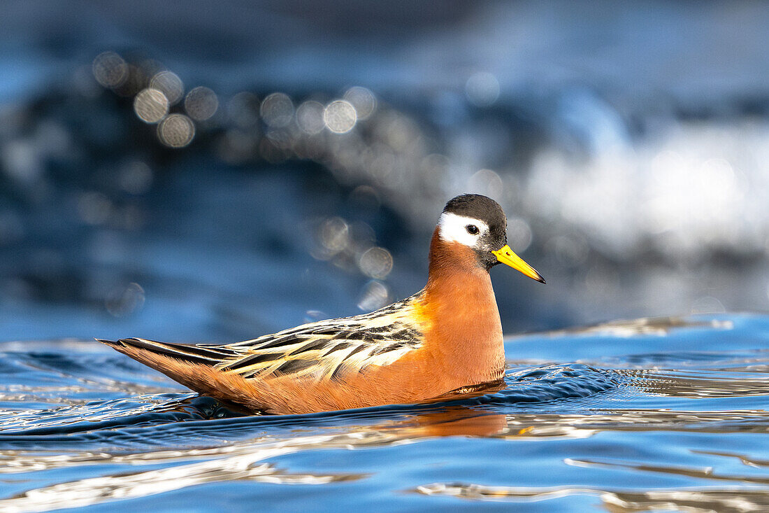  Thor&#39;s grouse (Phalaropus fulicarius) in arctic waters off Spitsbergen, Bellsund, Akselöya, Svalbard, Norway, Arctic 