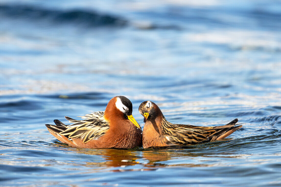 Thorshühnchen (Phalaropus fulicarius) in arktischen Gewässern vor Spitzbergen, Bellsund, Akselöya, Svalbard, Norwegen, Arktis