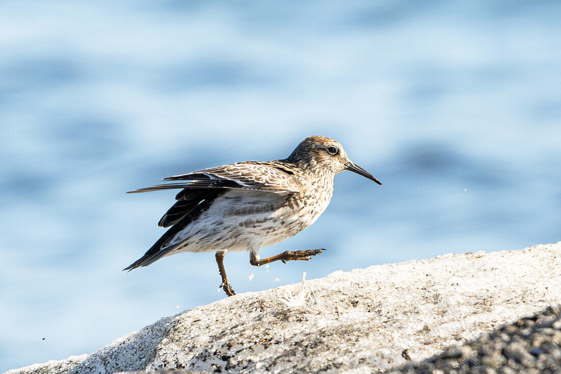 Meerstrandläufer (Calidris maritima), Spitzbergen, Svalbard, Norwegen, Arktis