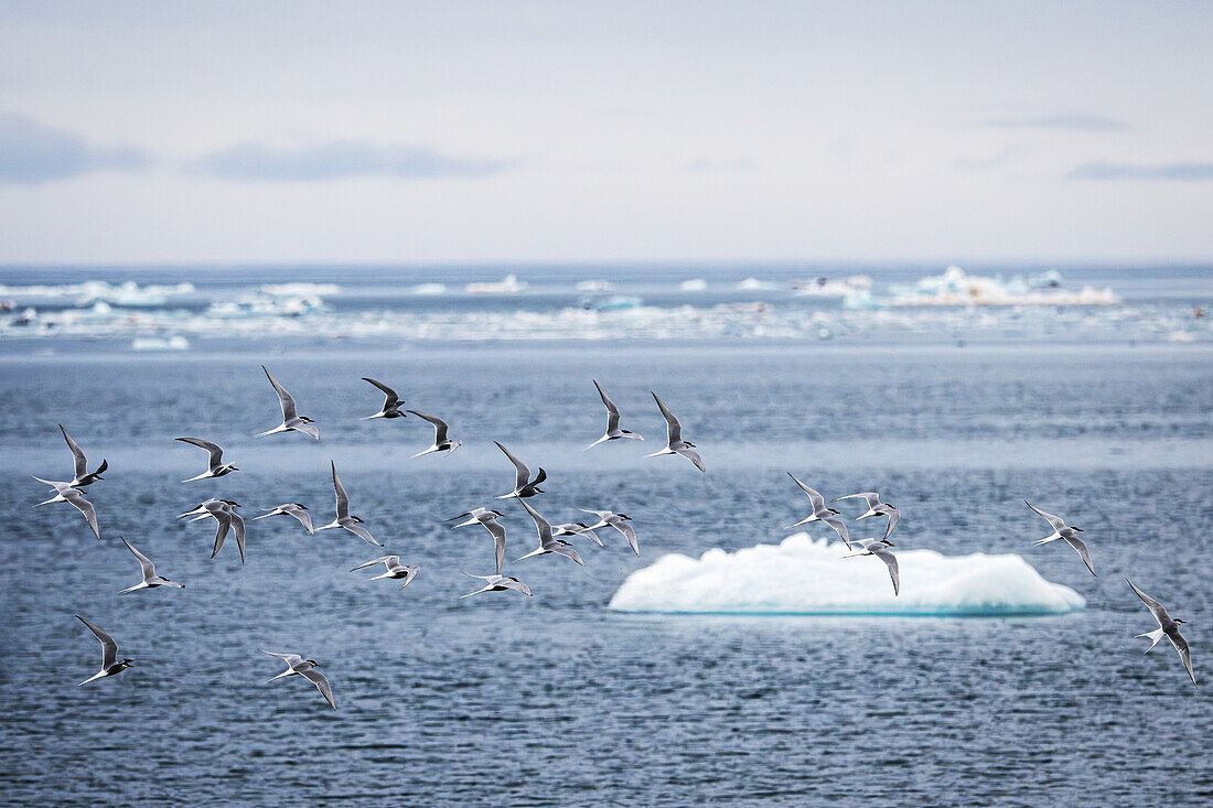  Arctic terns (Stars paradisaea) in Kongsfjord, Spitsbergen, Svalbard, Norway, Arctic 