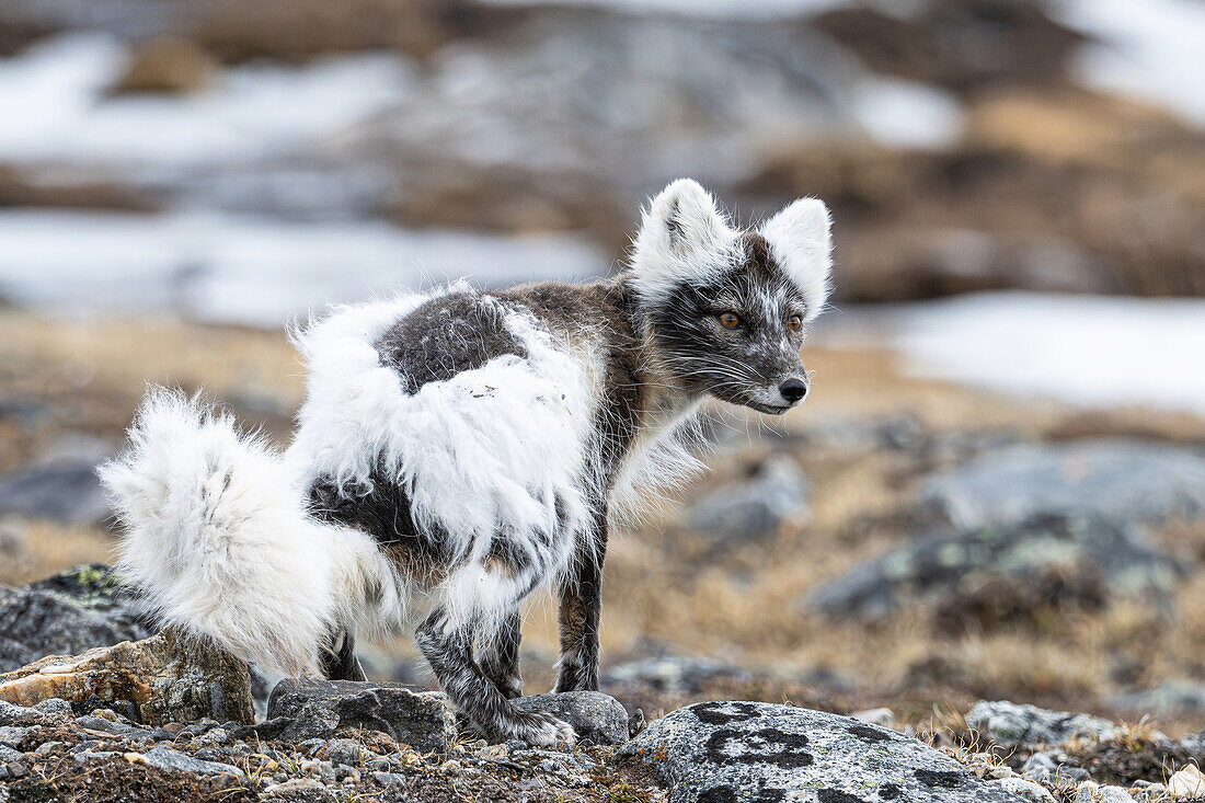  Arctic fox (Vulpes lagopus) in coat change, portrait, Spitsbergen, Svalbard, Norway, Arctic 