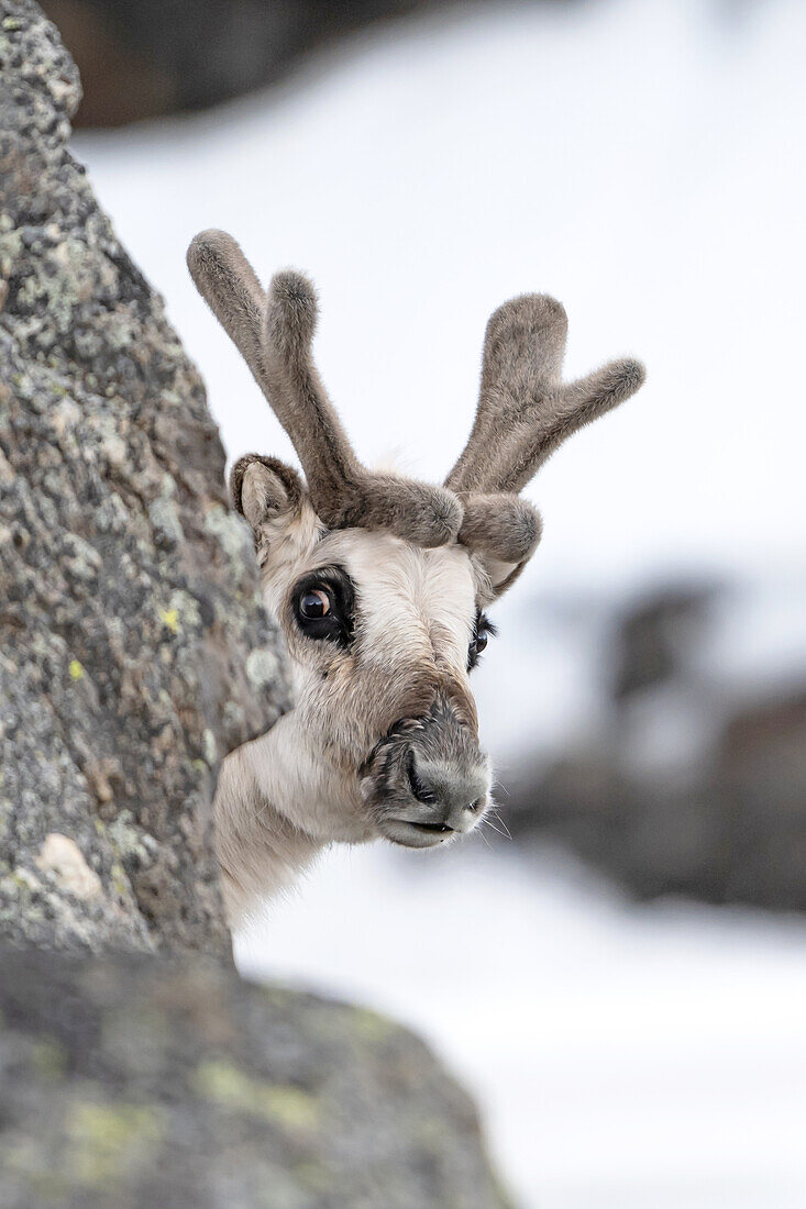  Svalbard reindeer (Rangifer tarandus platyrhynchus) looking out from behind a rock, Ossian Sarsfjellat, Spitsbergen, Svalbard, Norway, Arctic 