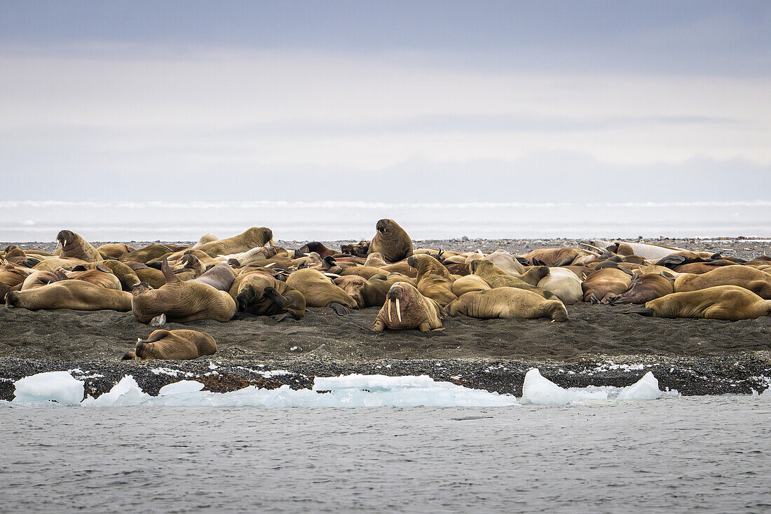  Walruses ( odubenus rosmarus) on the island of Moffen at latitude 80° 1′ 42″ N , 14° 30′ 49″ E, Spitsbergen, Svalbard, Norway, Arctic 