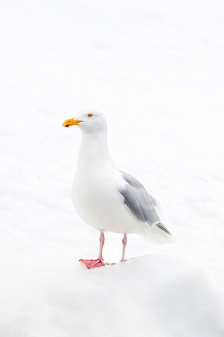  Glaucous Gull (Larus hyperboreus), Spitsbergen, Svalbard, Norway, Arctic 