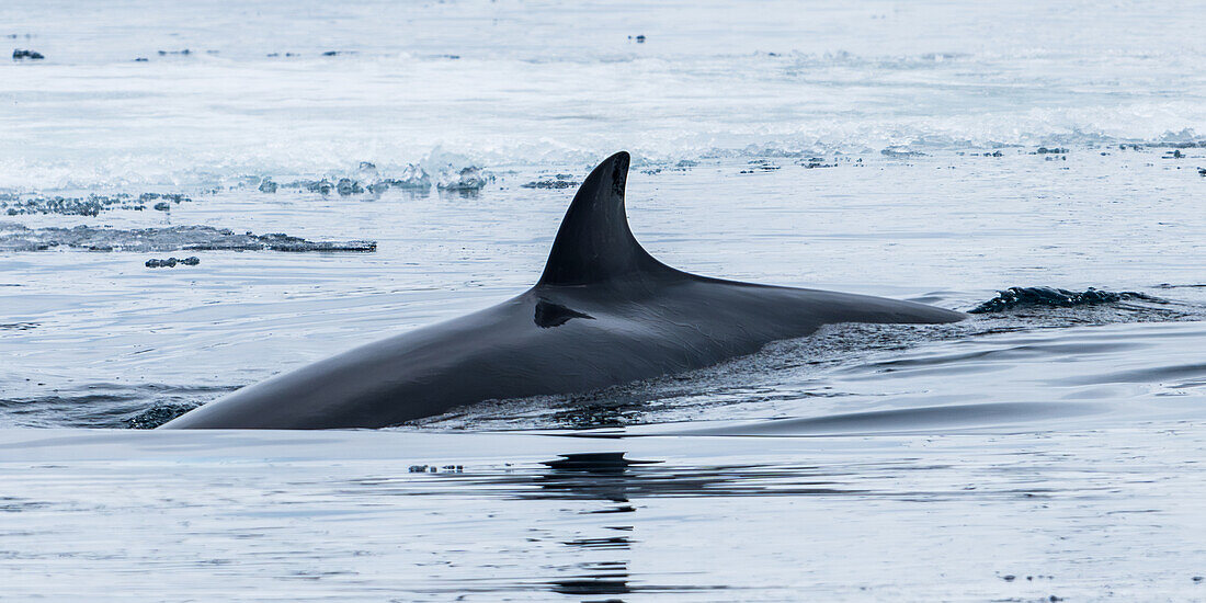  Minke whale (Balaenoptera acutorostrata), in the North Polar Ocean, Spitsbergen, Svalbard, Norway, Arctic 