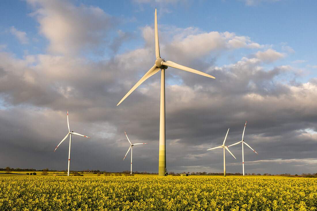  Wind farm surrounded by rapeseed fields, Ostholstein, Schleswig-Holstein, Germany 