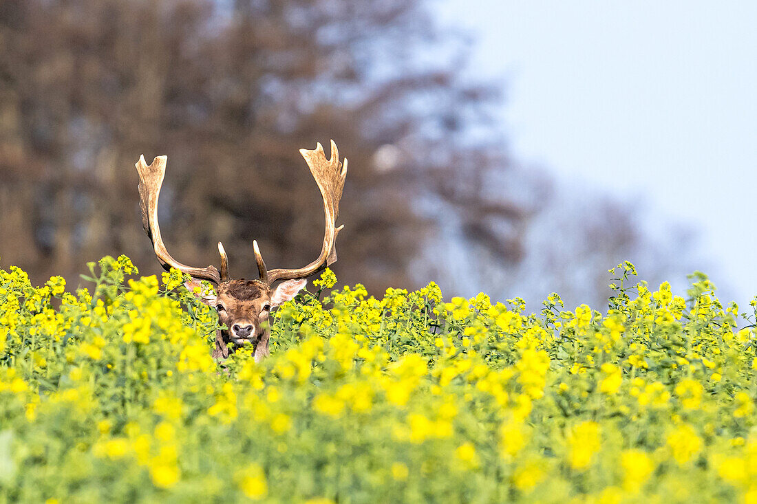 Damhirsch schaut aus einem gelben Rapsfeld