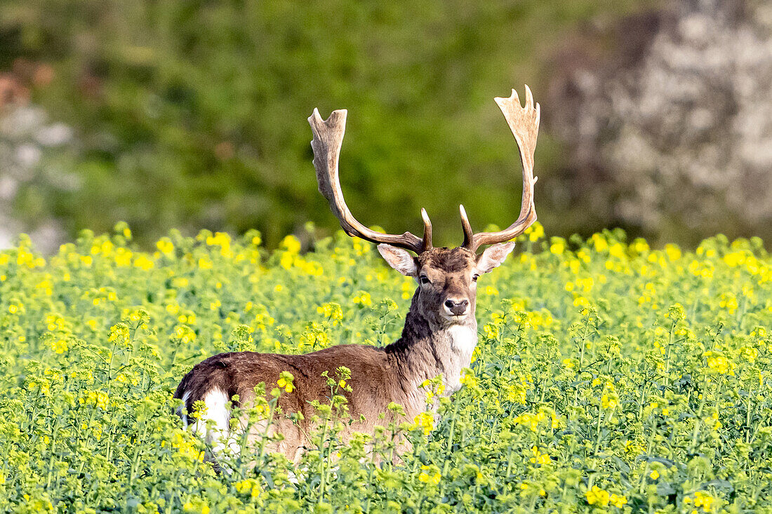 Damhirsch im Rapsfeld