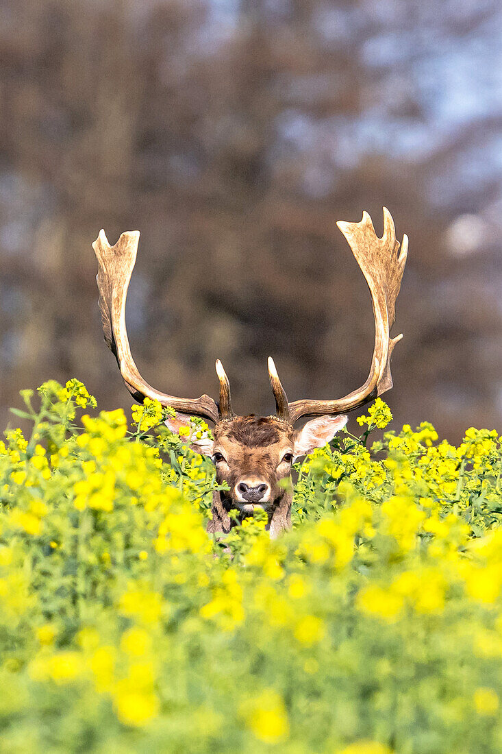 Damhirsch schaut aus einem gelben Rapsfeld