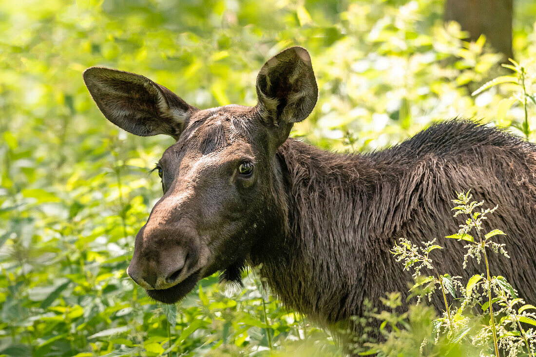  Moose In The Forest 