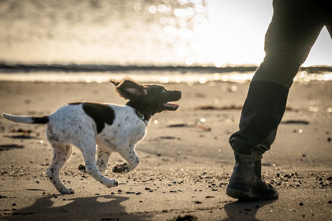 Hund, Kleiner Münsterländer im Morgenlicht am Ostseestrand