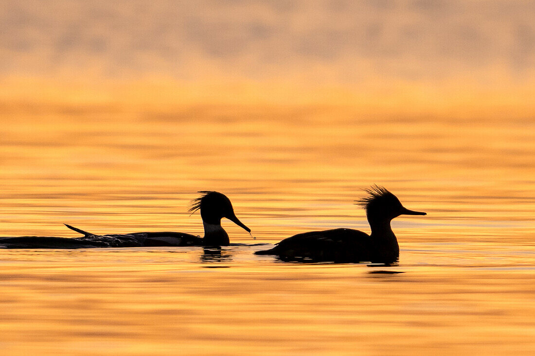 Gänsesäger (Mergus merganser) im Morgenlicht auf der Ostsee