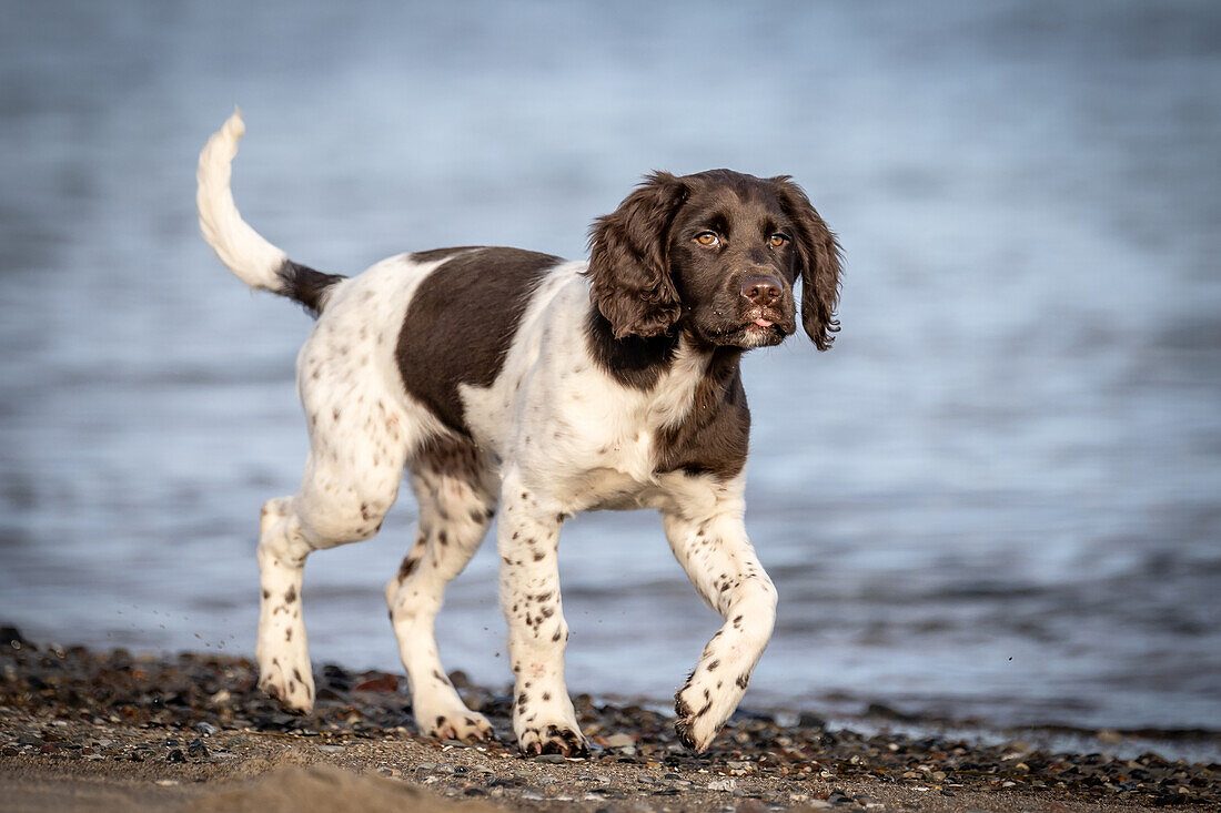 Hund, Kleiner Münsterländer an der Ostsee