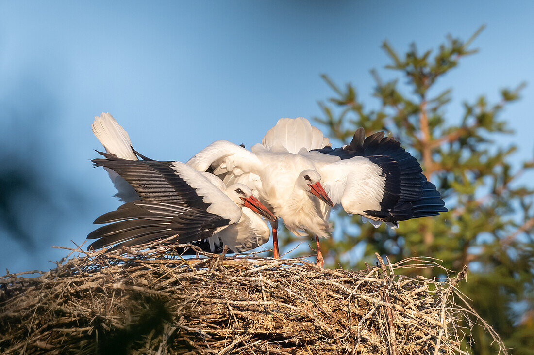  2 young storks in the nest 