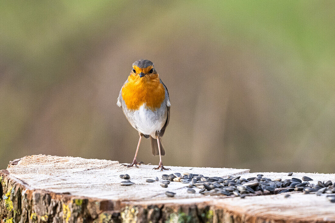 Rotkehlchen (Erithacus rubecula) auf einem Baumstumpf, Sonnenblumenkerne