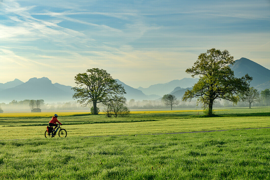  Woman cycling on the Lake Constance-Königssee cycle path through the Feilnbacher Moor, Bad Feilnbach, Mangfall Mountains, Upper Bavaria, Bavaria, Germany 