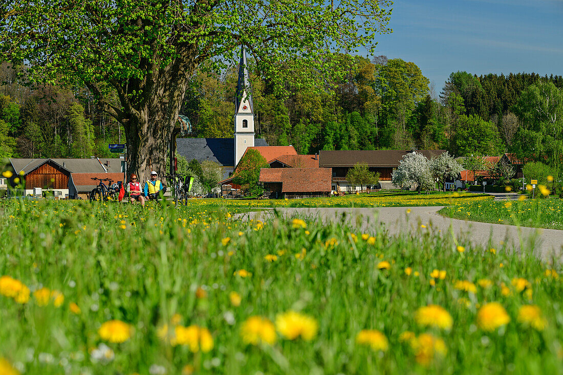  Man and woman cycling taking a break under a linden tree, Frasdorf, Lake Constance-Königssee cycle path, Upper Bavaria, Bavaria, Germany 