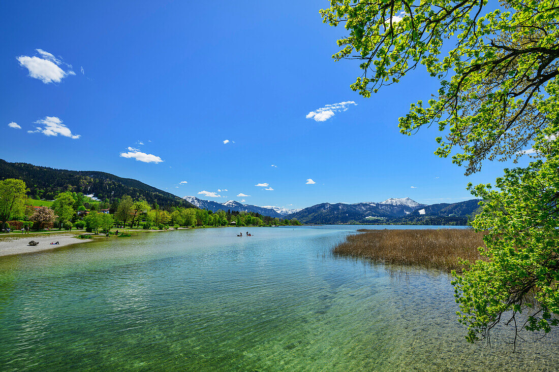  Tegernsee with Bavarian Alps in the background, Gmund, Lake Constance-Königssee cycle path, Upper Bavaria, Bavaria, Germany 