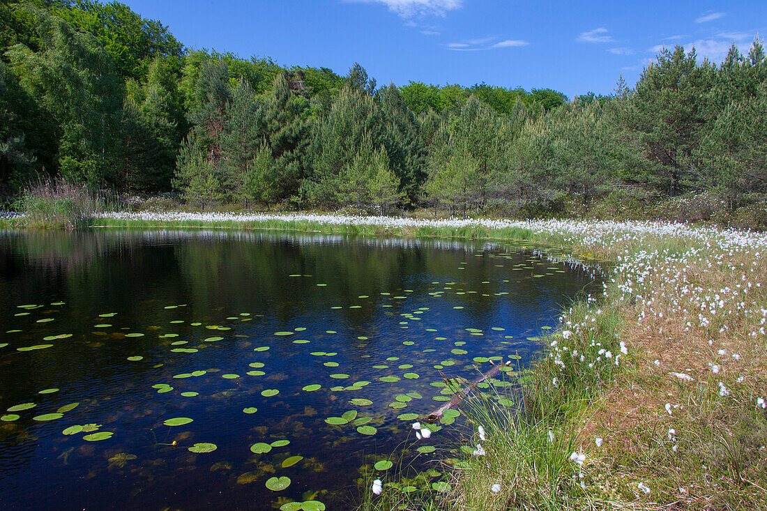  Cotton grass at Muemmelkensee, Usedom Island, Mecklenburg-Western Pomerania, Germany 