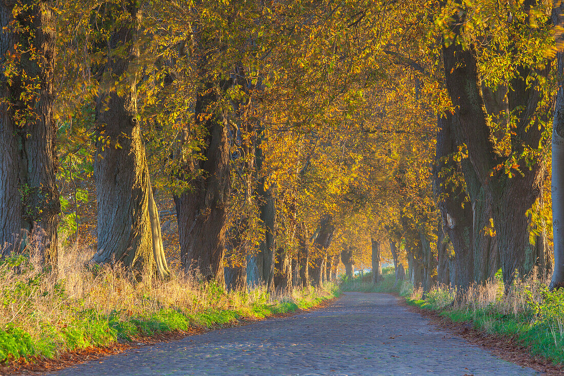  Horse chestnut, Aesculus hippocastanum, avenue, Ruegen Island, Mecklenburg-Western Pomerania, Germany 