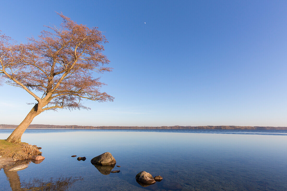  Tree at the Grosser Ploener See, Schleswig-Holstein, Germany 