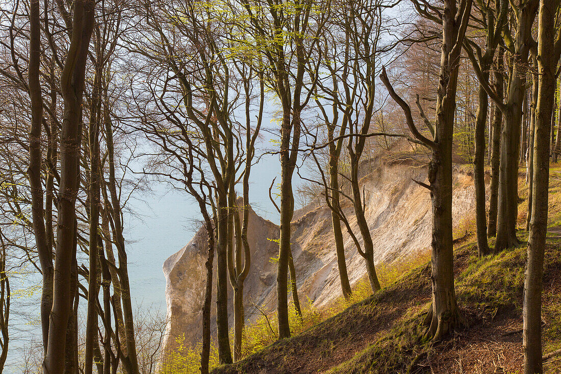 Buchenwald an den Kreidefelsen, Nationalpark Jasmund, Insel Rügen, Mecklenburg-Vorpommern, Deutschland