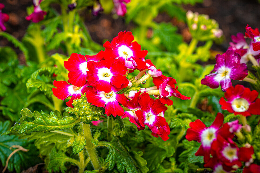 Die roten Blüten einer roten Verbene (Verbena Hybrida), Jena, Thüringen, Deutschland