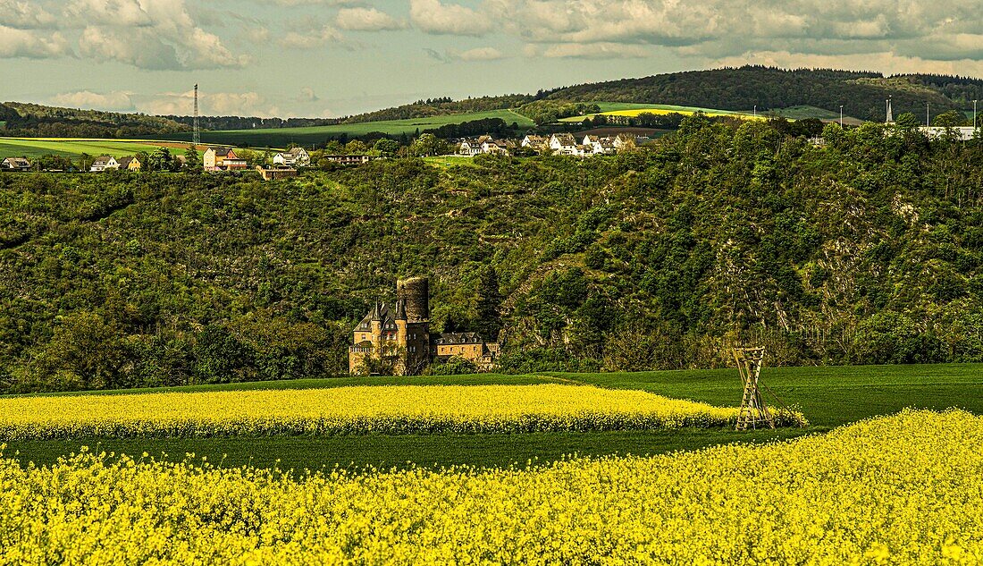 Rheinhöhe bei St. Goar, Blick über ein Rapsfeld auf Burg Katz, Oberes Mittelrheintal, Rheinland-Pfalz, Deutschland