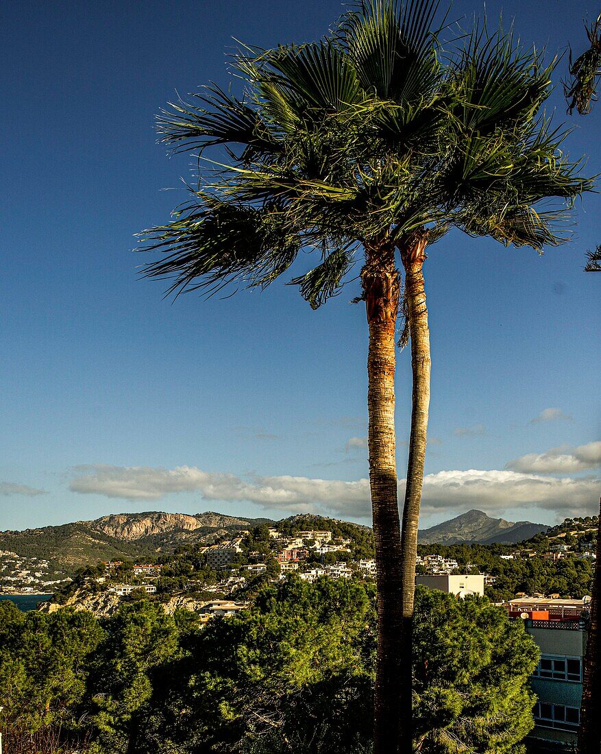 Blick auf Villen und Apartmenthäuser an der Costa del la Calma und die Serra de Tramuntana, Palme im Vordergrund, Santa Ponca, Santa Ponsa, Mallorca, Spanien