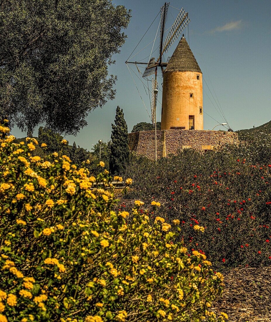  Molino de Santa Ponca surrounded by flowers, Mallorca, Spain 