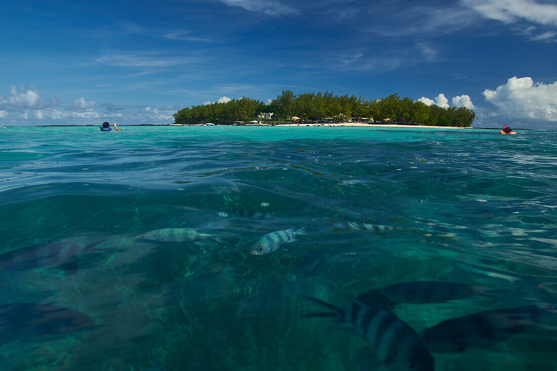  Africa, Mauritius Island, Indian Ocean, Blue Bay, snorkeler with lots of fish 