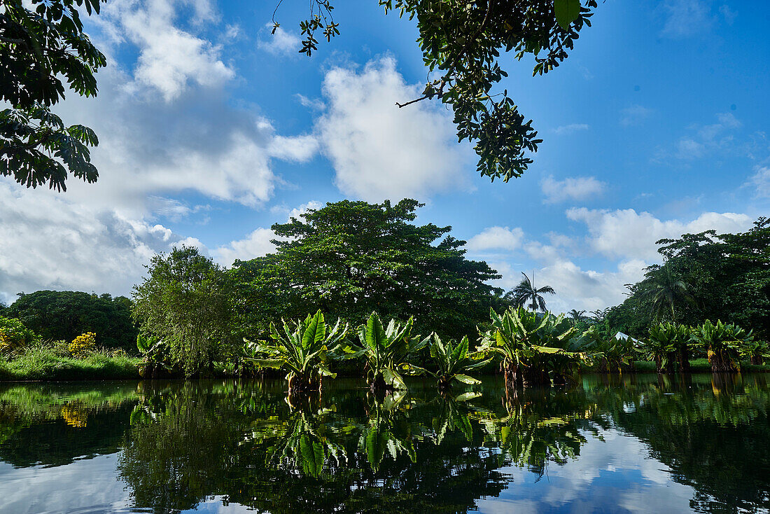 Afrika, Insel Mauritius, Indischer Ozean, See und Bäume, Sträucher, Büsche