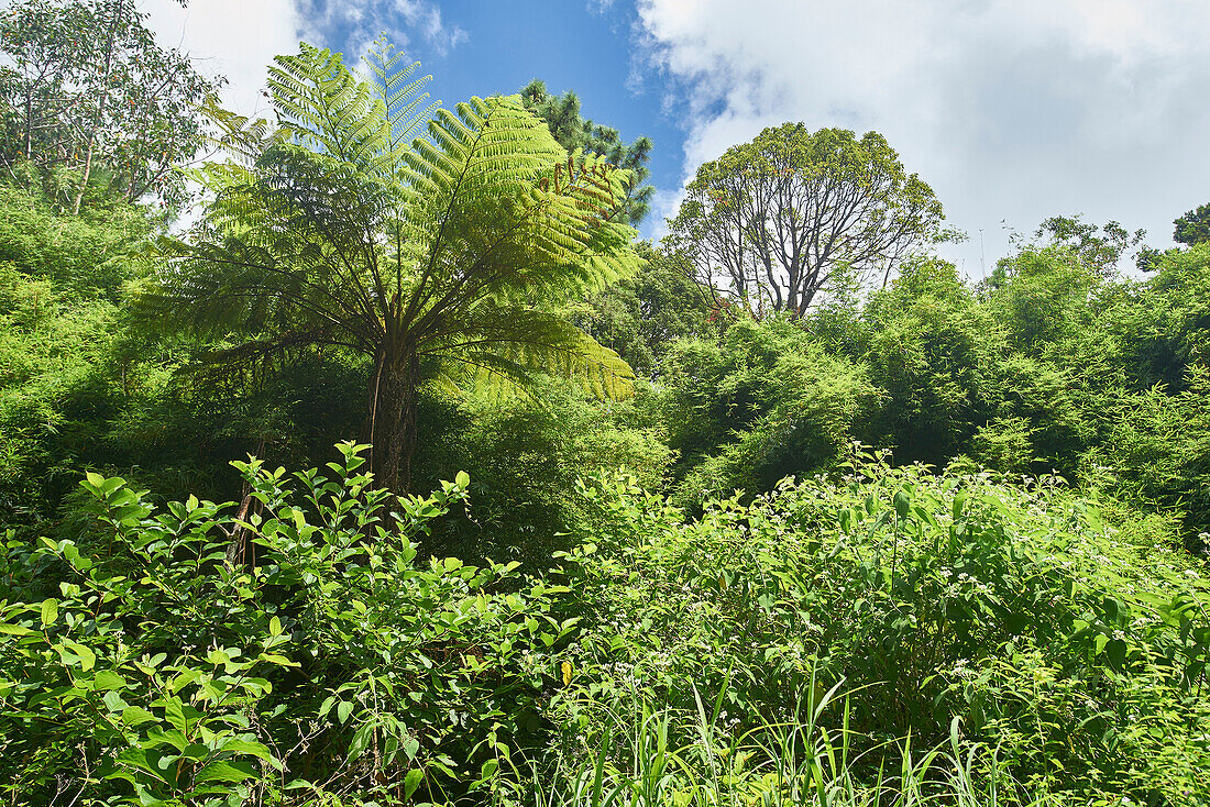  Africa, Mauritius Island, Indian Ocean, plants, forest, 