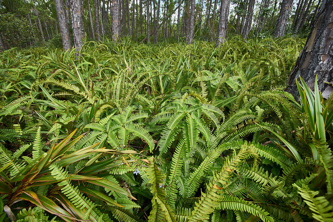  Africa, Mauritius Island, Indian Ocean, plants, fern 