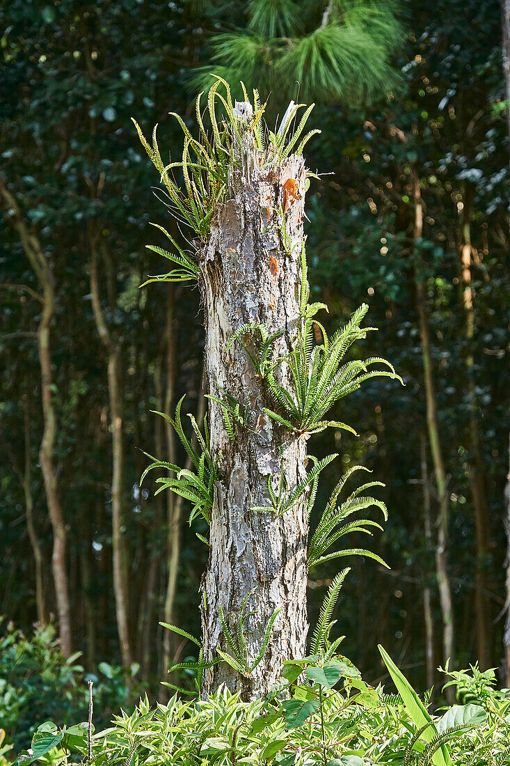  Africa, Mauritius Island, Indian Ocean, plants, 