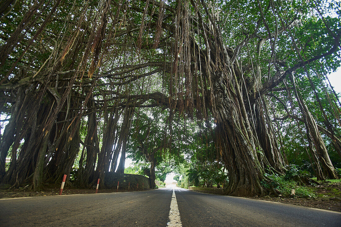  Africa, Mauritius Island, Indian Ocean, plants, 