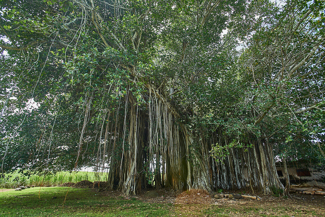 Afrika, Insel Mauritius, Indischer Ozean, Pflanzen, Baum mit Luftwurzeln